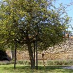 Damaged Holy Glastonbury Thorn Tree Returning to Life