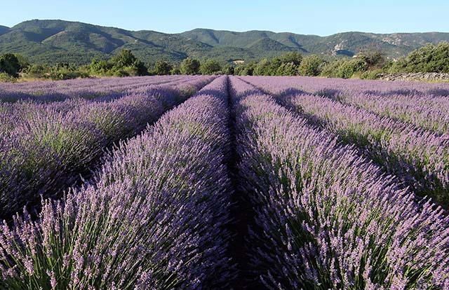 field of lavender in 
France