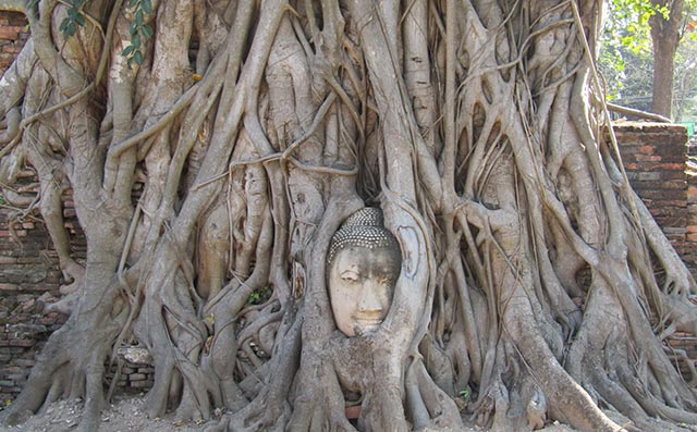 Buddha face entwined in tree branches