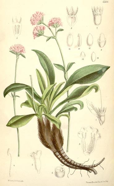 Spikenard plant antique illustration