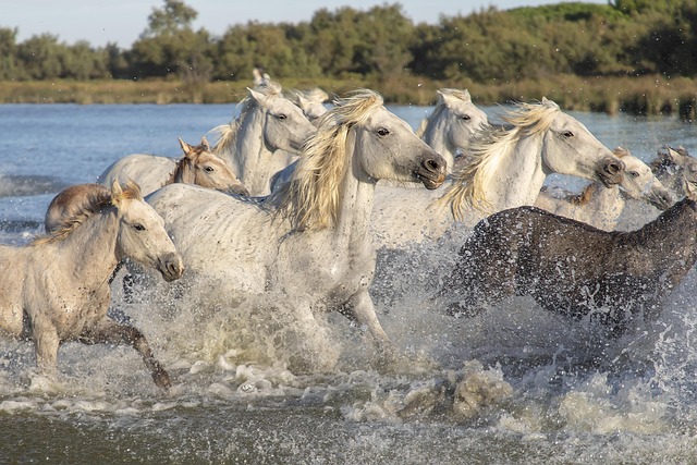 white horses in water