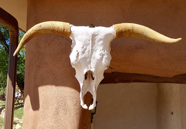 Longhorn steer skull at Ghost Ranch