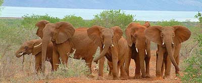 Africa Safari Tour  Travelfrequently Asked Questions on Africa Safari Tour Sample Itinerary