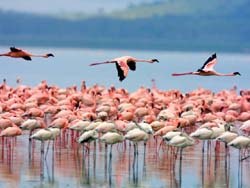 Lake Nakuru flamingos