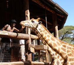 giraffe center