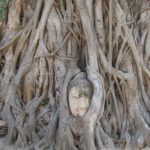 Buddha face entwined in tree branches