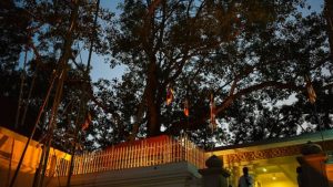 Bodhi tree Sri Lanka