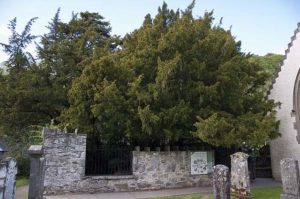 Fortingall yew tree