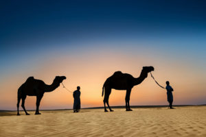 camels in deseret