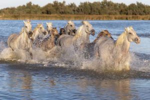 White horses in water at Camargue